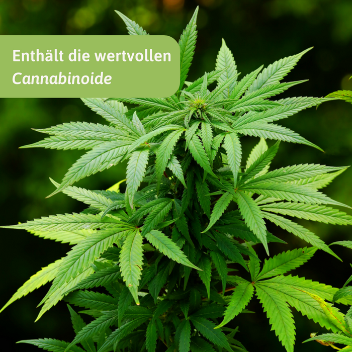 Bio Hanfblätter Tee