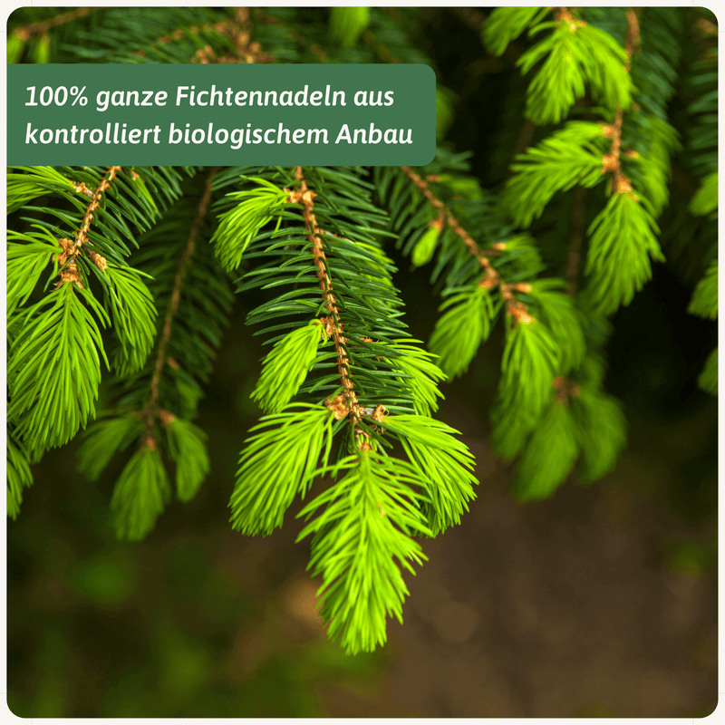 Bio Fichtennadeln Tee