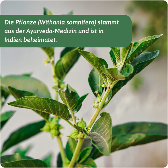 Bio Ashwagandha Pulver