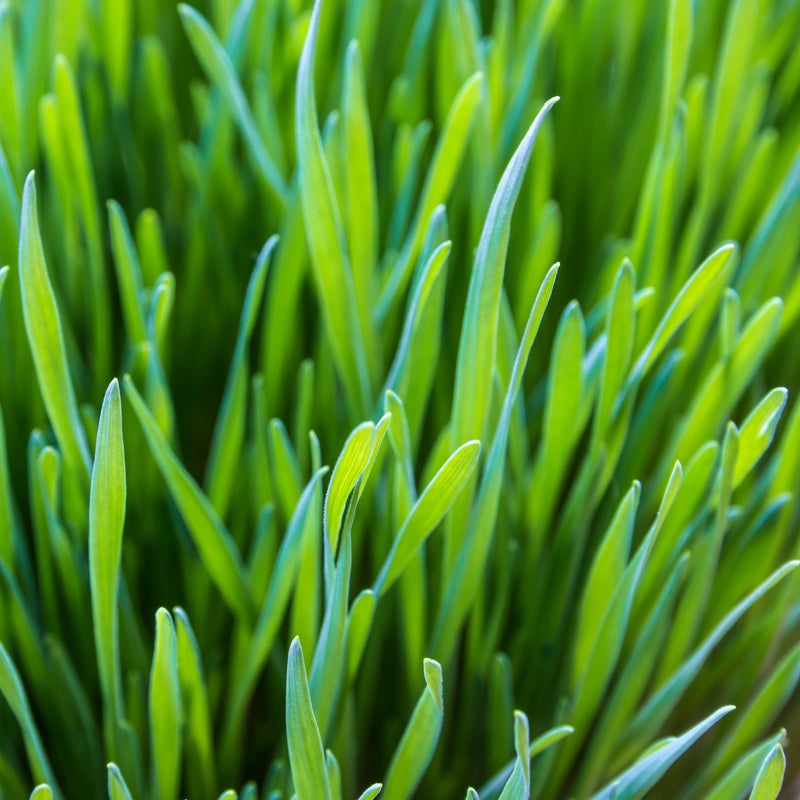 Bio Gerstengraspulver