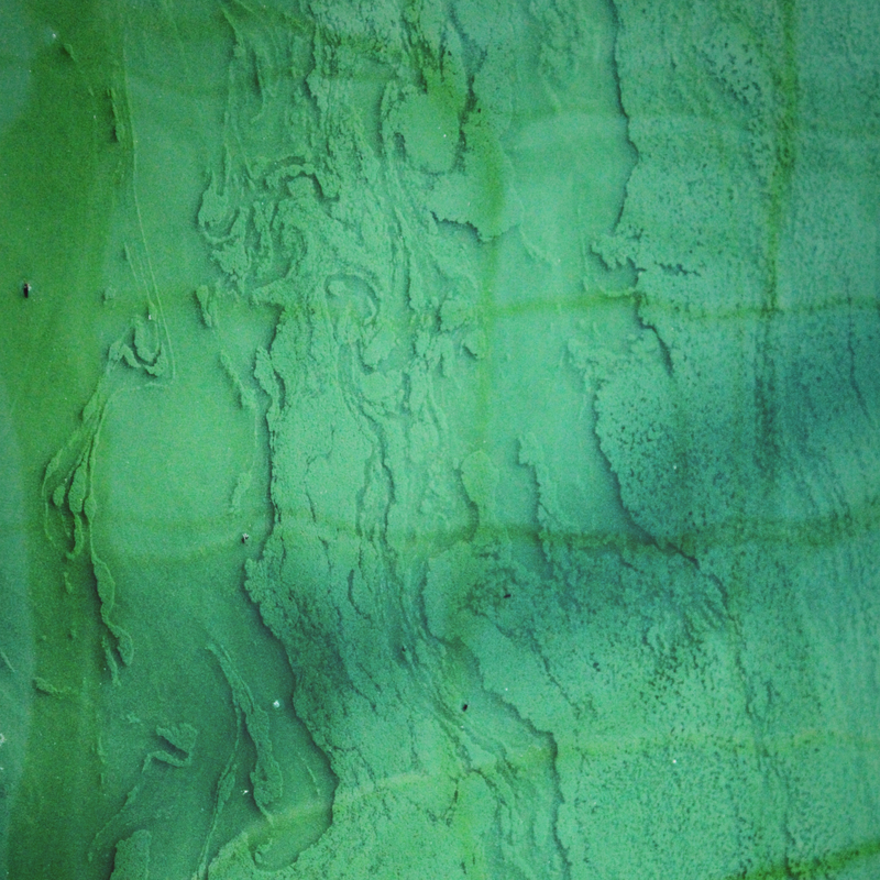 Bio Spirulina Pulver