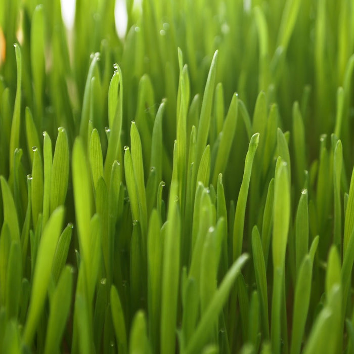 Bio Weizengraspulver